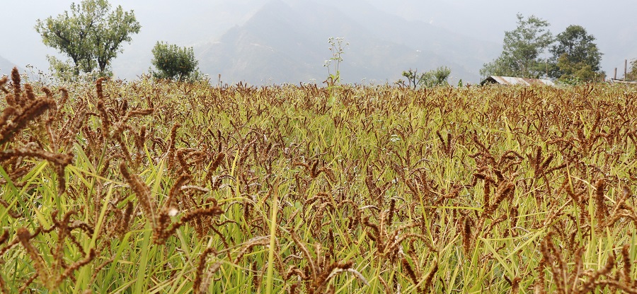 ताप्लेजुङमा कोदो खेती र उत्पादन वृद्धि