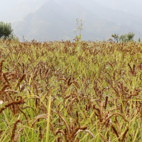 ट्रम्पले अमेरिकी चुनाव जिते युद्ध सहयोग रोकिने चिन्तामा युक्रेनी