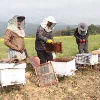 बढ्दै डेङ्गु सङ्क्रमण