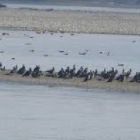 स्थानीय तहमा बेथिति, आफन्तका गाडी भाडामा