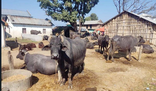 जंगलमा शव फेला