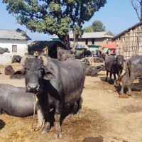 भैरहवाबाट काठमाडौं ट्रान्जिट भएर हङकङ र दिल्ली उड्न पाइने