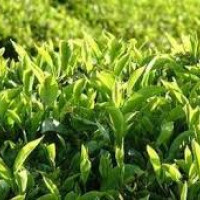 सप्तरीमा फरार सात प्रतिवादी पक्राउ