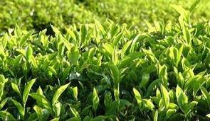 आमचोकमा  तीन करोड लगानीमा चियाखेती