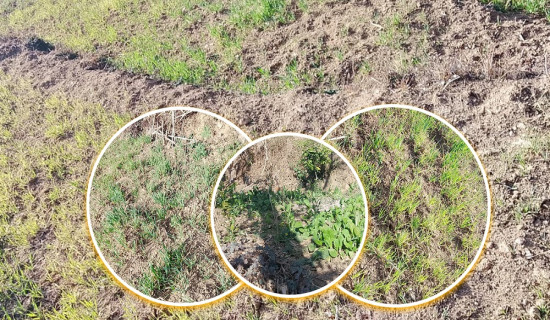 खडेरीले बैतडीसहित सुदूरपश्चिममा गहुँबाली सुक्दै