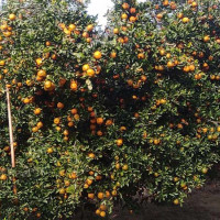 नेप्से परिसूचकमा लगातार तेस्रो दिन गिरावट