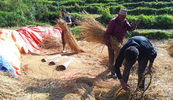 बागलुङमा धान उत्पादन बढ्यो
