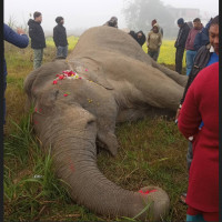 भारतले लाने भयो रक्तचन्दन