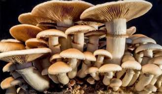 गोरखामा च्याउ खाँदा एकाघरका चार जना बिरामी