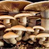 डेंगुबाट एकको मृत्यु