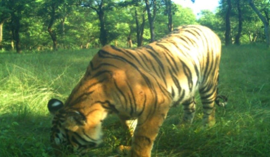 मानिस मार्ने बाघको खोजी तीव्र