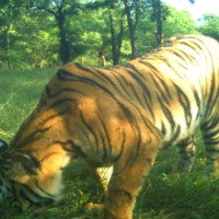 सहकारी समस्या समाधान प्रयास