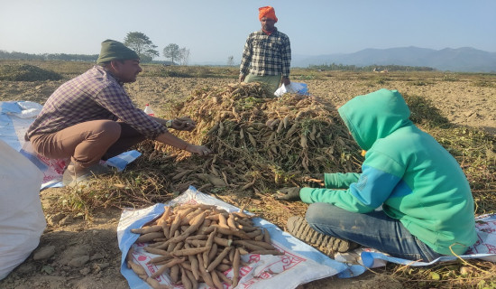 सखरखण्ड खेतीबाट राम्रो आम्दानी लिँदै किसान