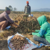 दुग्धजन्य पदार्थ निर्यातमा चुनौती