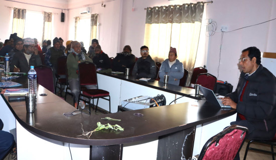 कोसेबालीको खेती घट्दै