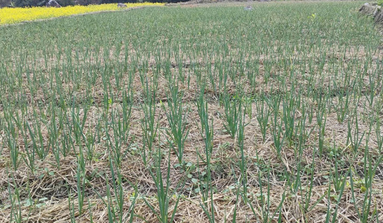 रुपामा एक लाख ७५ हजार किलो लसुन र प्याज उत्पादन गर्ने लक्ष्य