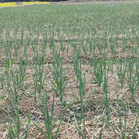 वनको खाली जग्गामा खेती गरेर आम्दानी गर्दै महिला