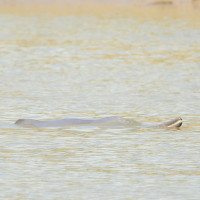 दुर्घटनास्थलमा आधा जलेको अवस्थामा पाइलटको लाइसेन्स भेटियो