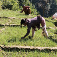 तीन शताब्दीको धरोहर भार्से ठुलोपोखरी
