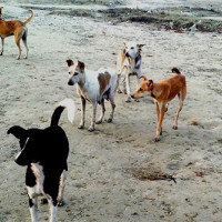 कृष्णसारको सङ्ख्या छ गुणाले वृद्धि
