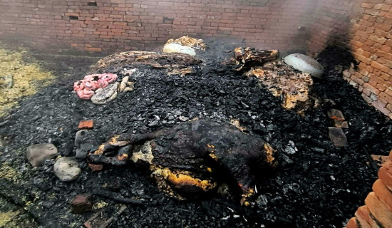 घरमा आगलागी हुँदा आठ भैंसी जले