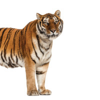 टी–२० विश्वकप : सूर्यकुमारको कप्तानीमा भारतीय टोलीको घोषणा