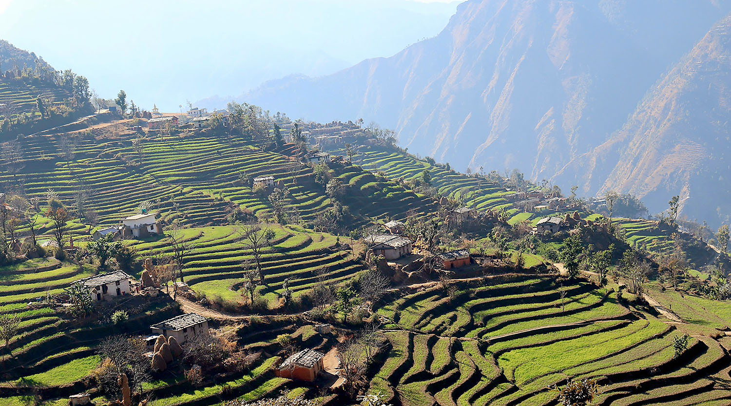 गहुँखेती