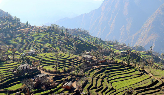 गहुँखेती