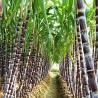 सक्खर उत्पादन आम्दानीको आधार