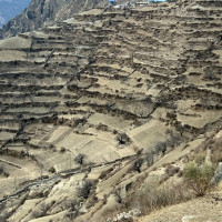 रुकुमबाटै चुनाव लड्छु : प्रचण्ड