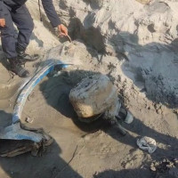 गुनी गिद्ध