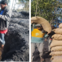 गुणस्तरहीन मकै नष्ट