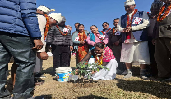 किसानले पाएनन् तरुलको उचित मूल्य