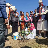 किसानले पाएनन् तरुलको उचित मूल्य