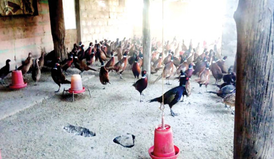 कालिजपालनबाट आकर्षक आम्दानी