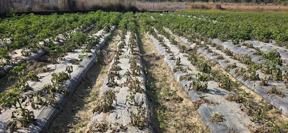 आलुमा डढुवाको प्रकोप