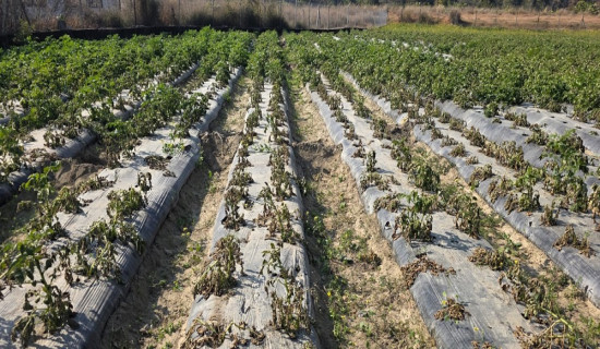 इराकका लागि पुनः श्रम स्वीकृति सुरु