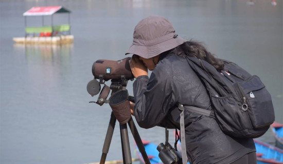 पोखरामा जलपक्षीको सङ्ख्या बढ्यो, प्रजाति घटे