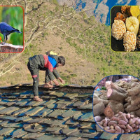 अछामका पालिका प्रमुखमा काँग्रेस, वडामा एमाले अगाडि