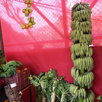 भारी बोकेर दुई दिन हिँडेको बाटो अब छ घण्टामै वारपार