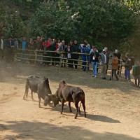 तस्बिरमा प्रथम तमू फोटो प्रतियोगिता