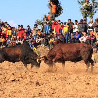 आयोजकले उचाल्यो त्रिवेणी कपको उपाधि