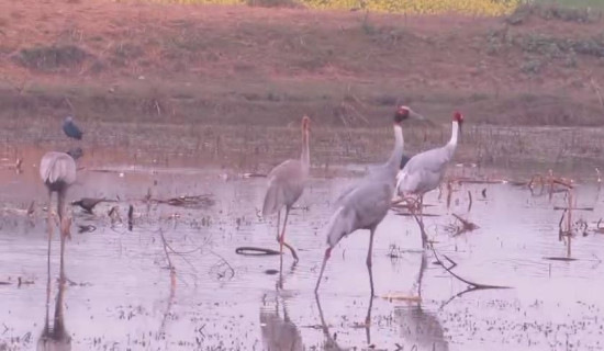 बढैयातालमा देखिए सारस