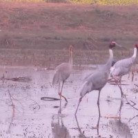 यात्रु ठग्दै बाराका अटो र ई–रिक्सा