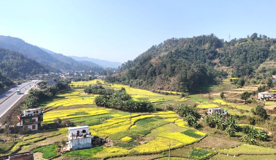 तोरी र केरा खेती