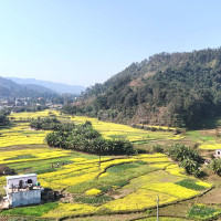 आयुर्वेद चिकित्सा परिषदमा दर्ता भएका जनशक्तिबाट मात्र सेवा लिन आग्रह