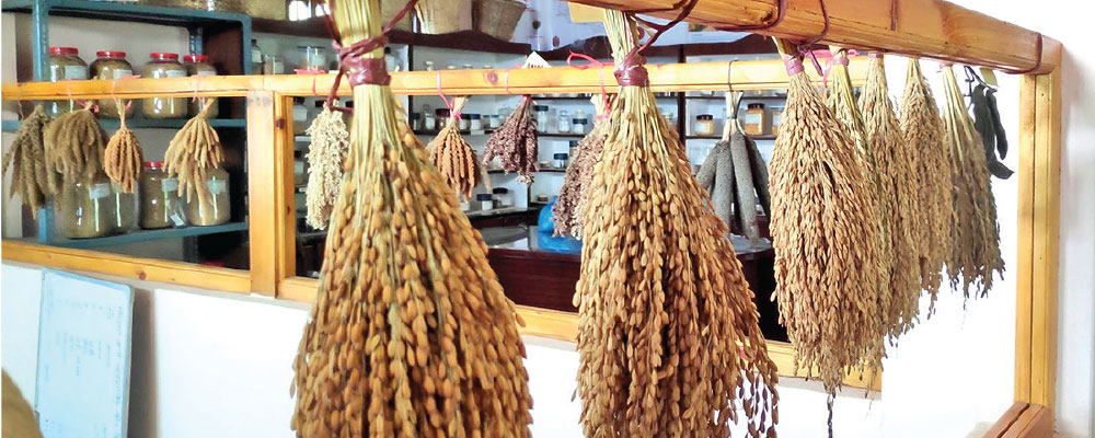 रैथाने अस्तित्व जोगाउँदै बिउ बैङ्क