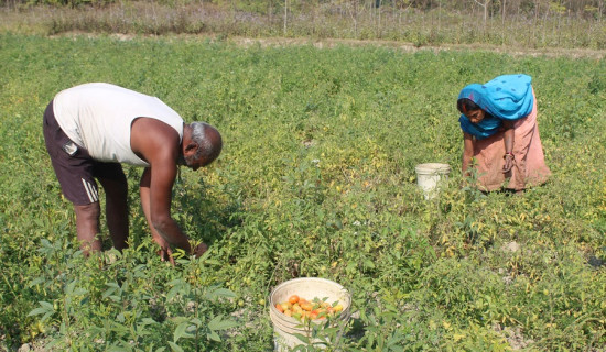 प्रथम माघेमेला गोल्ड कप : सेमिफाइनलका खेल हुने