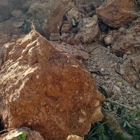 प्रतिनिधिसभा निर्वाचनः एमाले अध्यक्ष ओली झापा–५ को उम्मेदवार