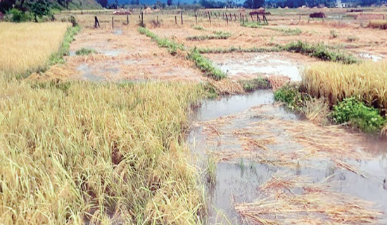 स्याङ्जामा ८०८ निर्वाचन प्रहरी अपुग